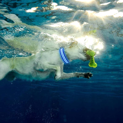 Non recommandé collier lumineux pour chien dans la piscine