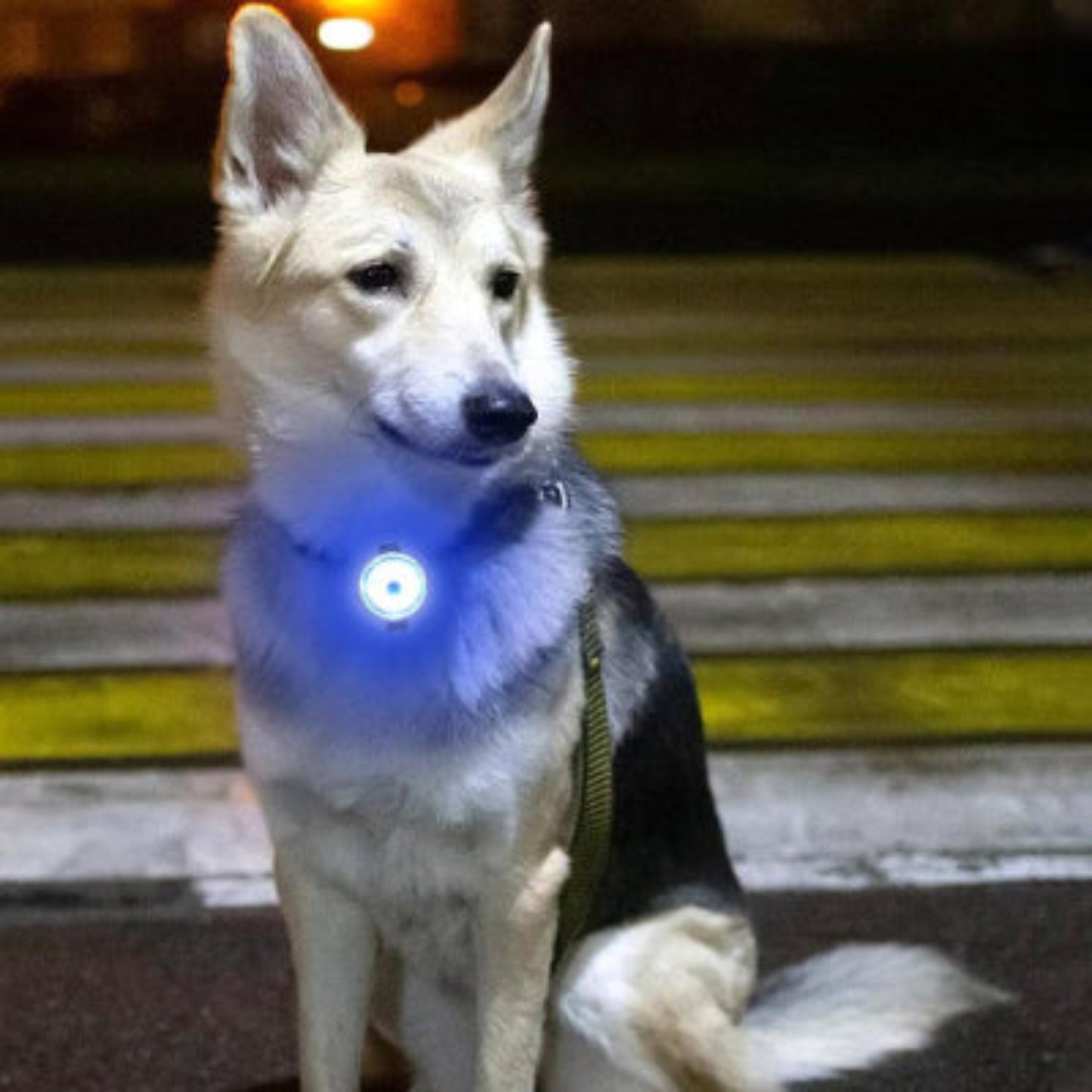 Collier lumineux pour chien avec lampe bleue ronde sur sangle sombre
