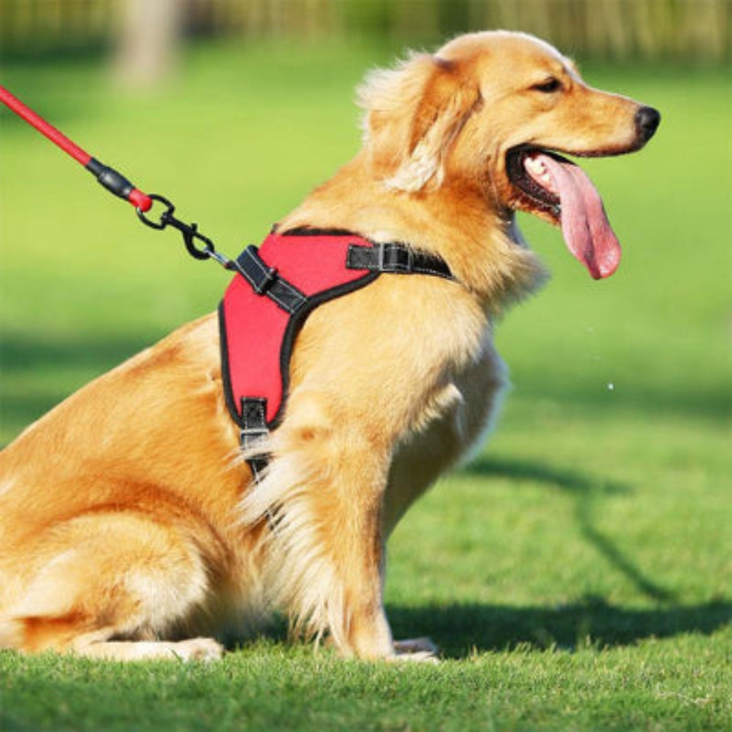 Harnais rouge et noir pour chien, sangles rembourrées et anneau dorsal.