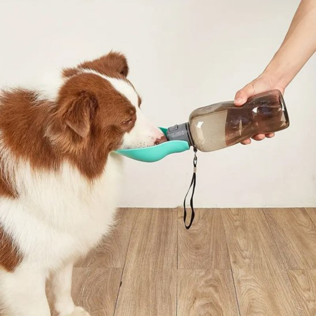 Gourde pour chien verte