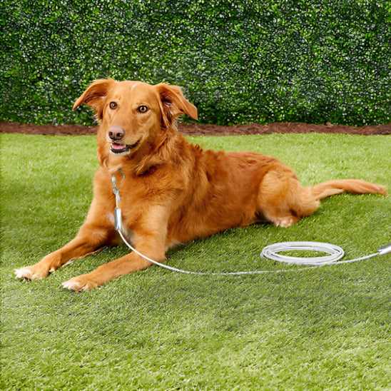 laisse chien gros roux