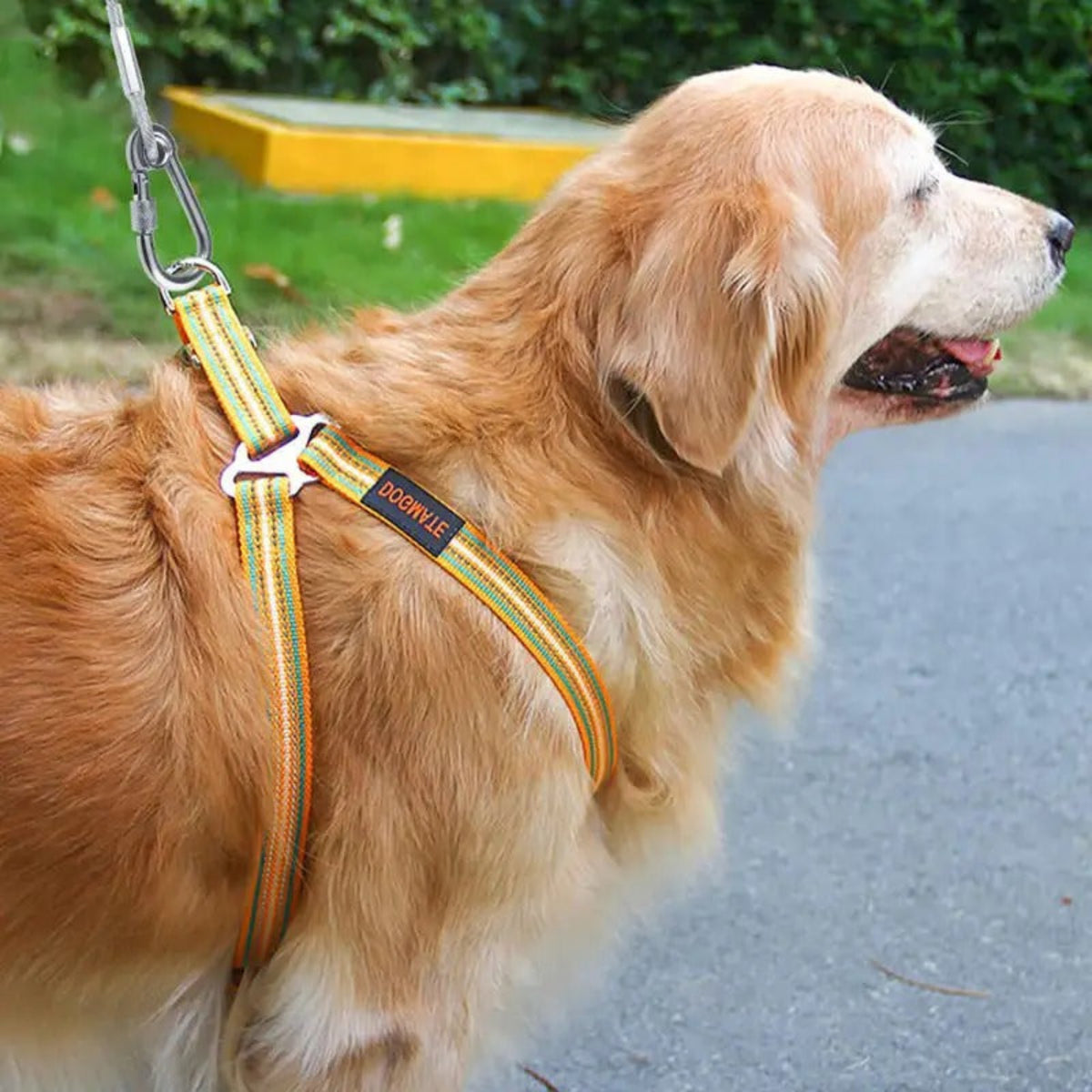 Laisse pour chien tressée orange et jaune, mousqueton métallique