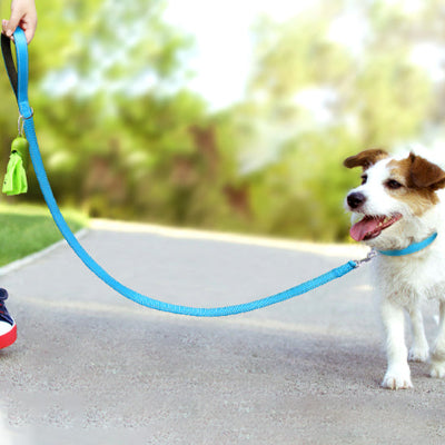 petit chien avec laisse pour chien abaca