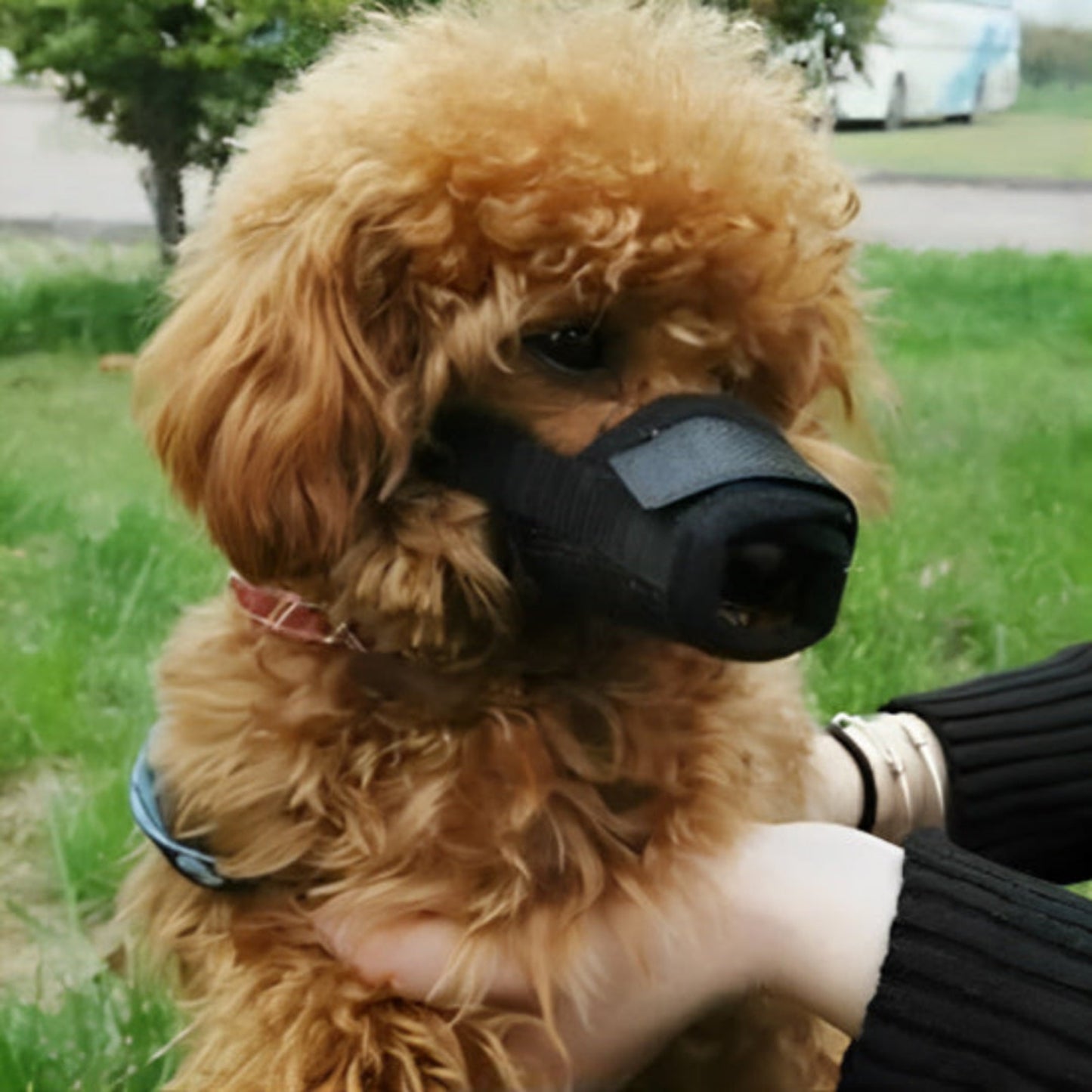 Muselière anti-aboiement noire sur chien bouclé brun, couverte au museau.