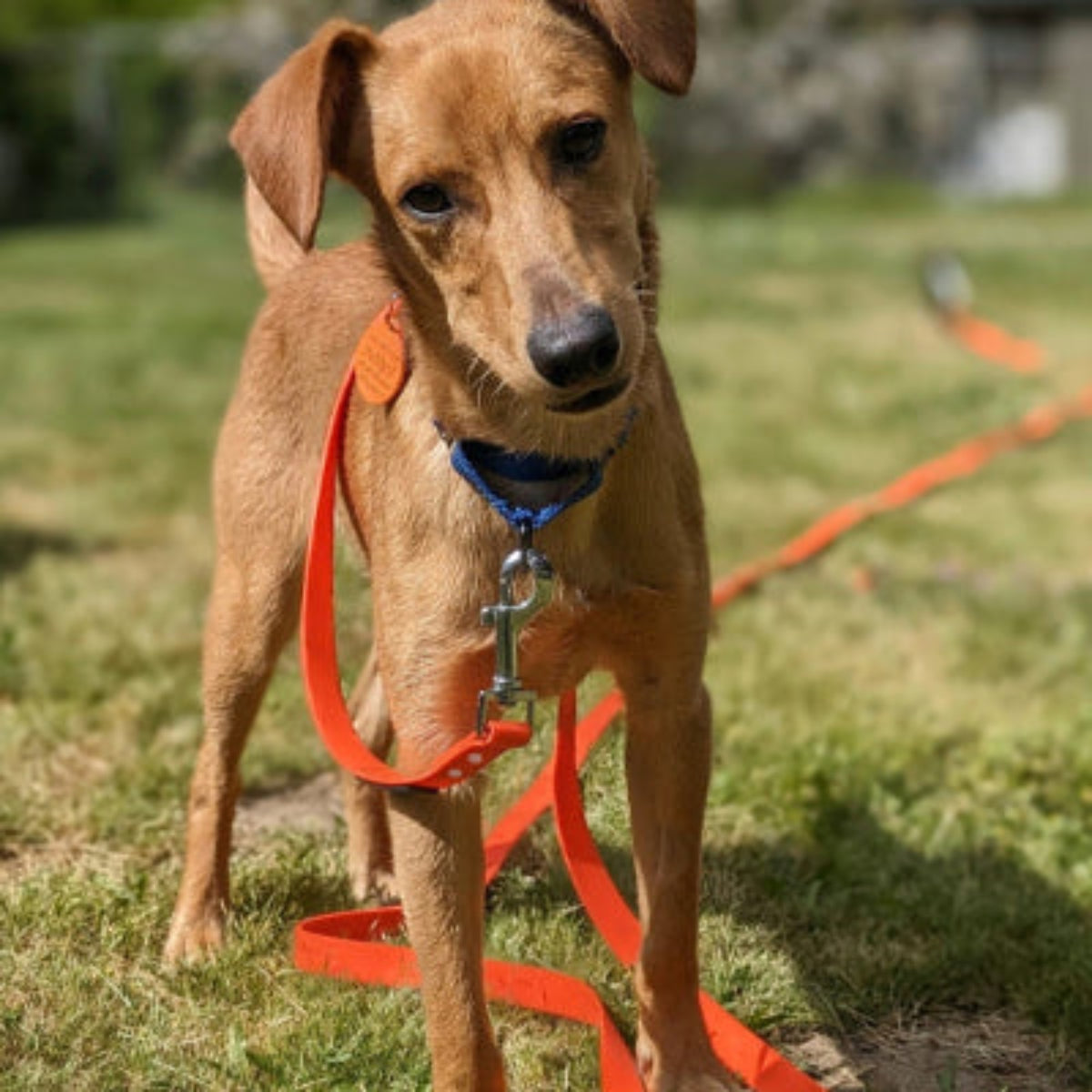 Laisse pour chien d’éducation orange avec mousqueton et anneau, portée sur harnais.