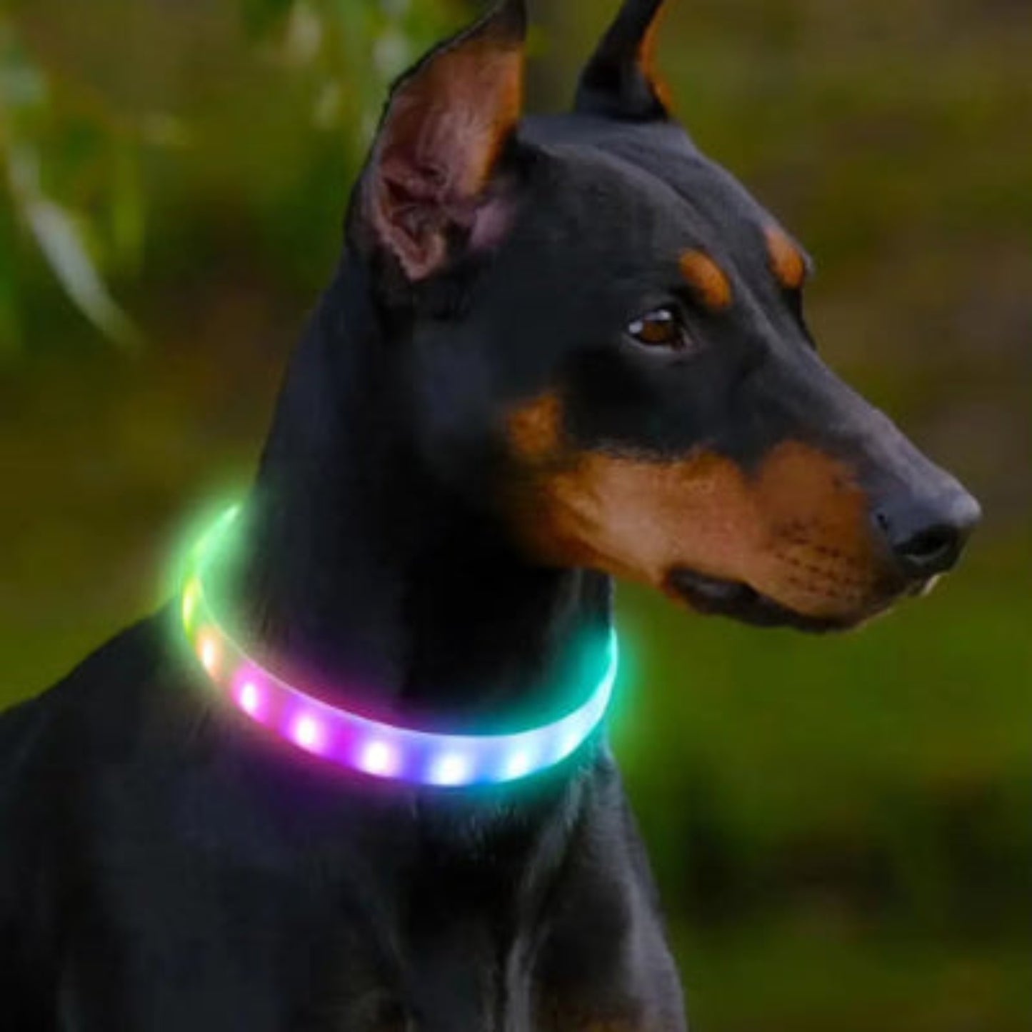 Collier lumineux pour chien avec anneau LED multicolore sur tour de cou.