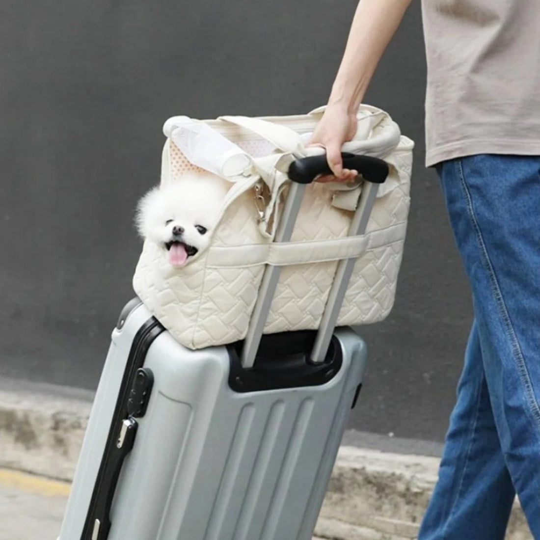 Sac pour chien en avion : guide complet 2026