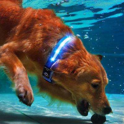 Collier GPS chien dans la piscine