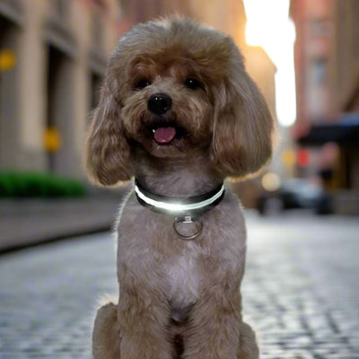 Moka fière porte le collier chien lumineux