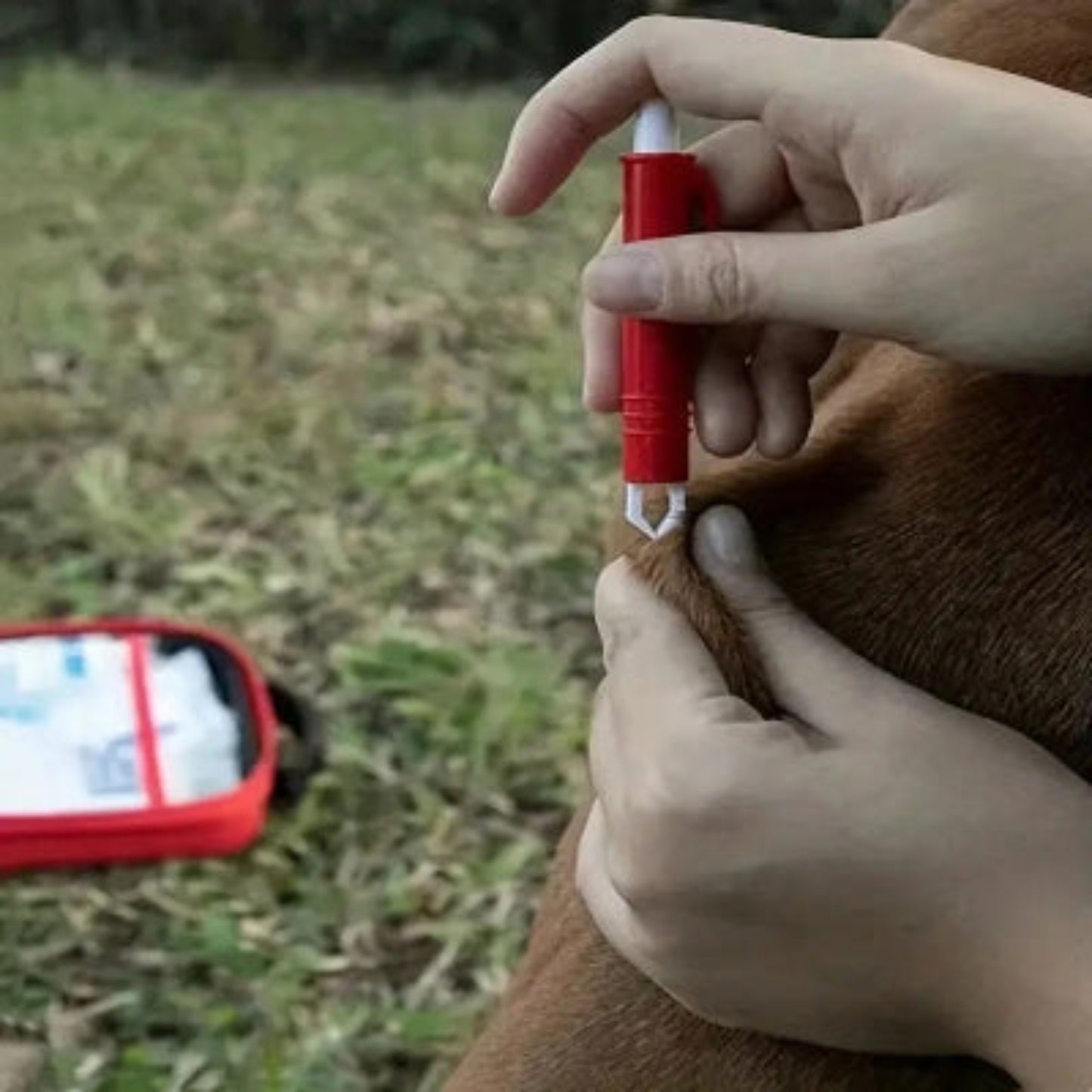 Tube rouge et applicateur de la trousse de premiers secours pour chien Aventure