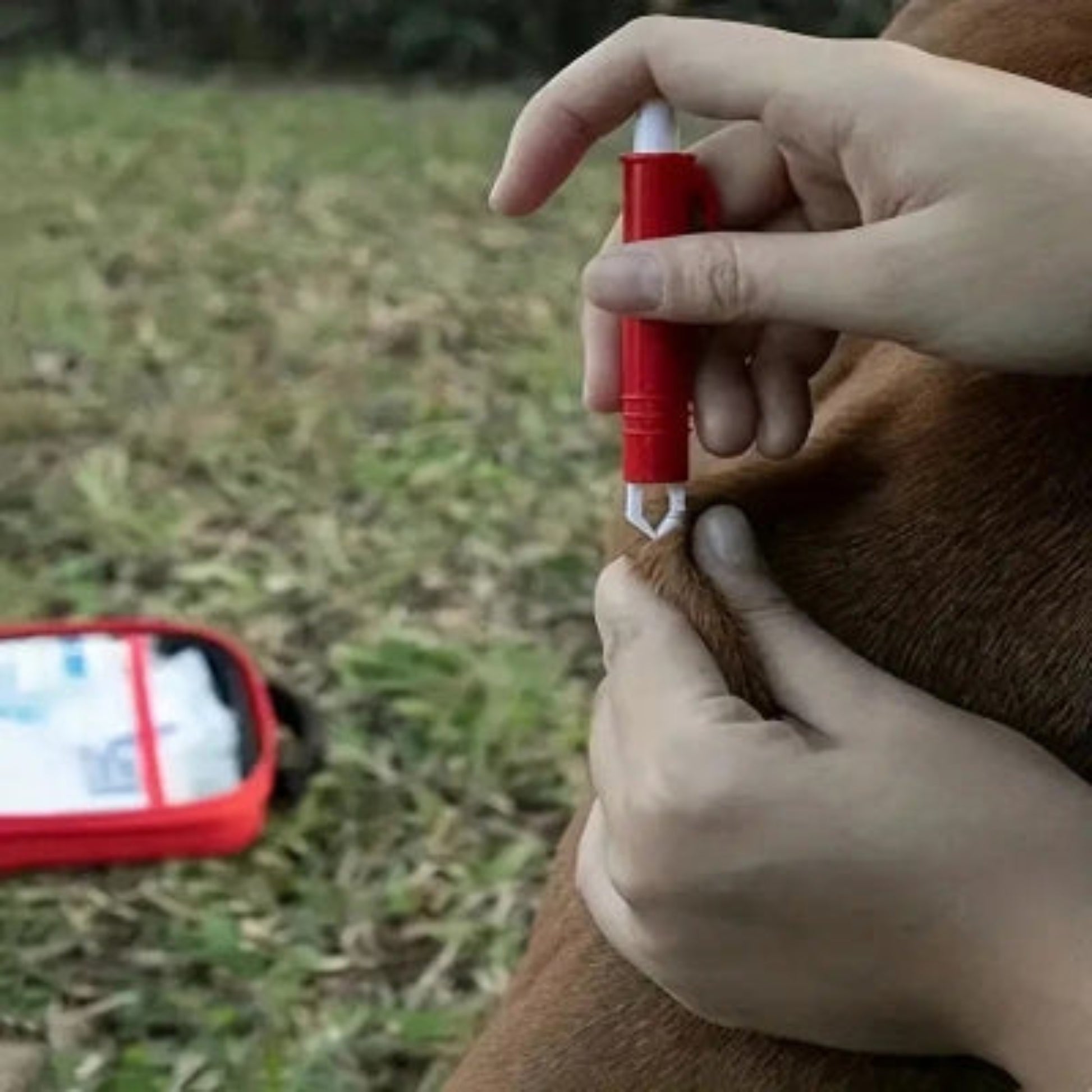 Tube rouge et applicateur de la trousse de premiers secours pour chien Aventure