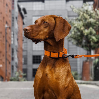 wow super beau Max laisse pour chien