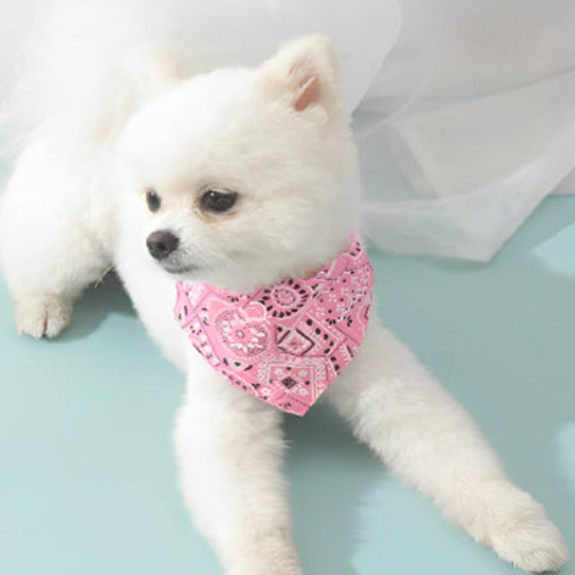 Bandana pour chien rose à motifs cachemire, en triangle au cou