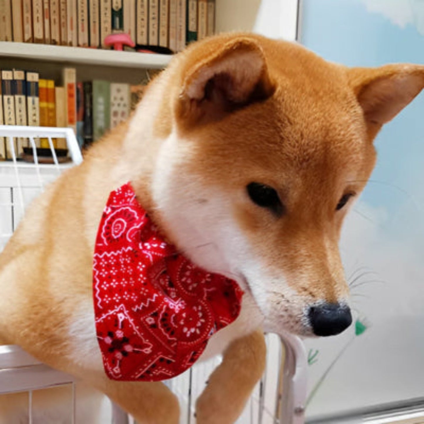 Bandana pour chien rouge à motif cachemire, noué au cou