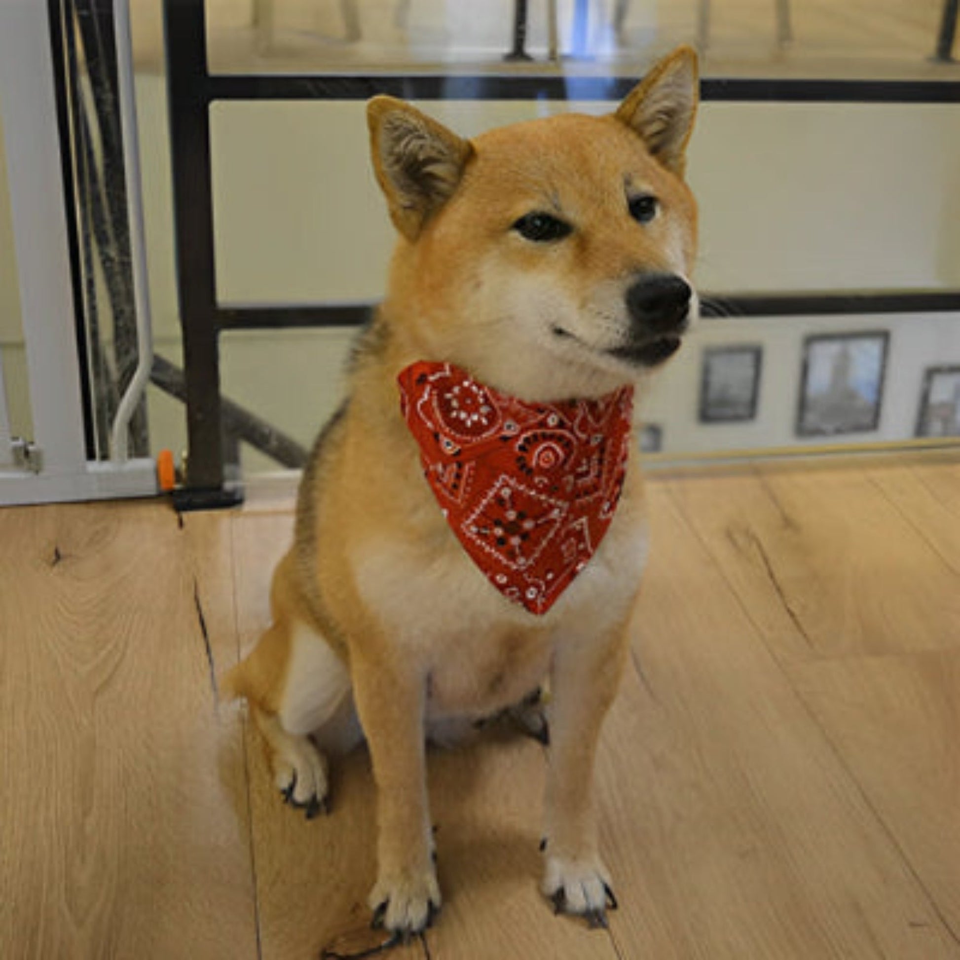Bandana pour chien rouge à motifs blancs, noué au cou