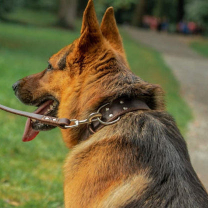 Collier pour chien en cuir brun foncé, boucle métallique et anneau latéral