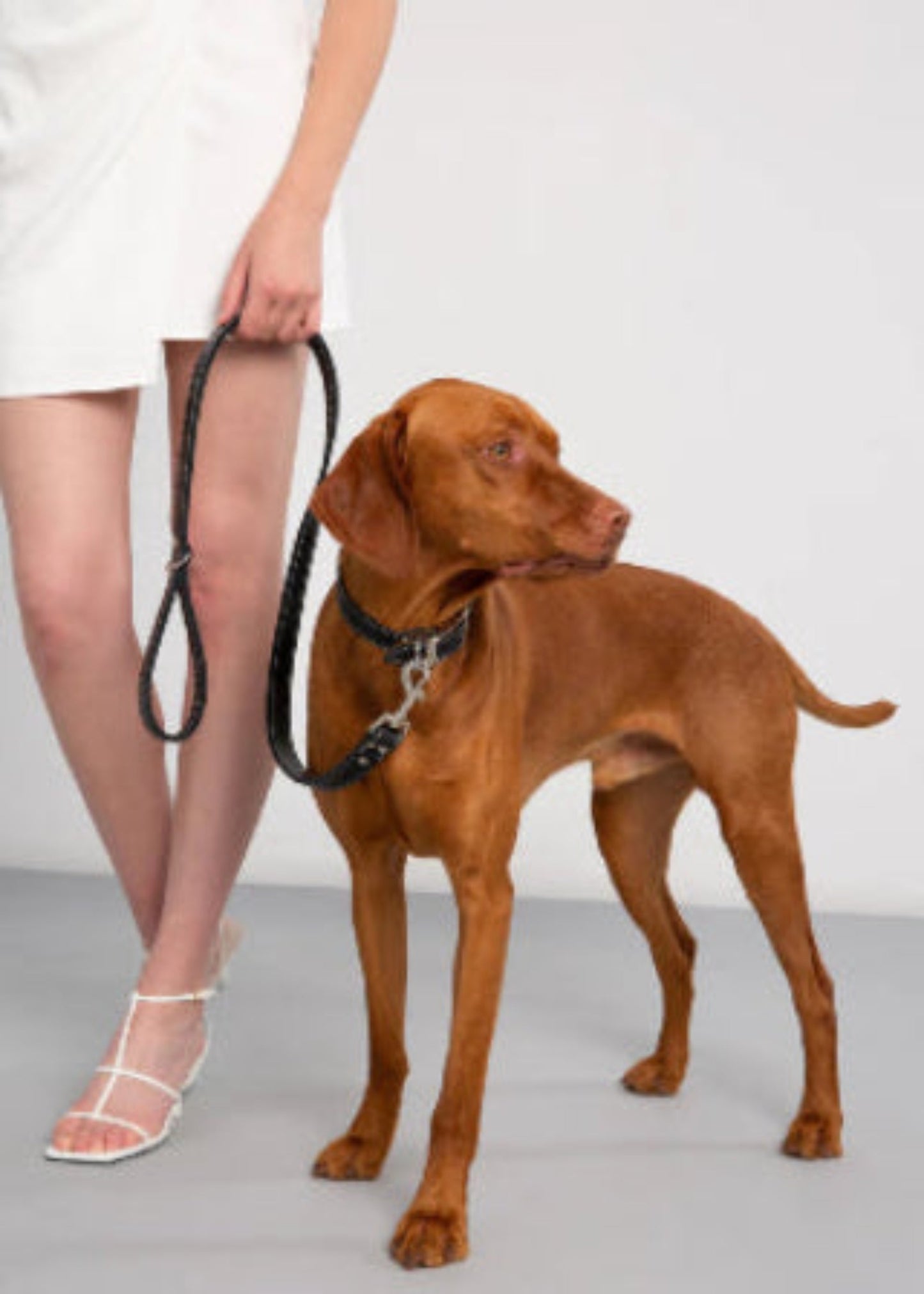 Collier pour chien en cuir noir, boucle métallique et anneau de fixation en métal