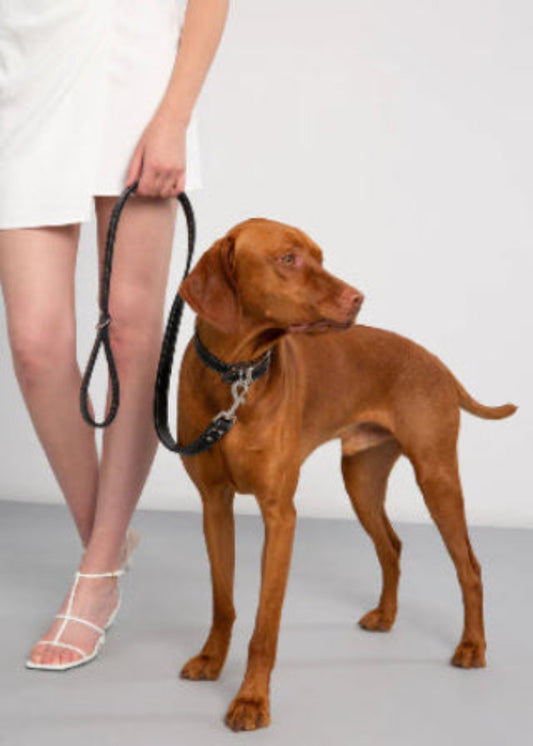 Collier pour chien en cuir noir, boucle métallique et anneau de fixation en métal