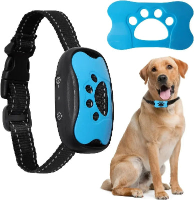 Collier de dressage pour chien à sangle noire et boîtier bleu
