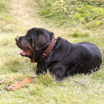 Collier pour chien en cuir marron, boucle et rivets métalliques, sangle ajustable