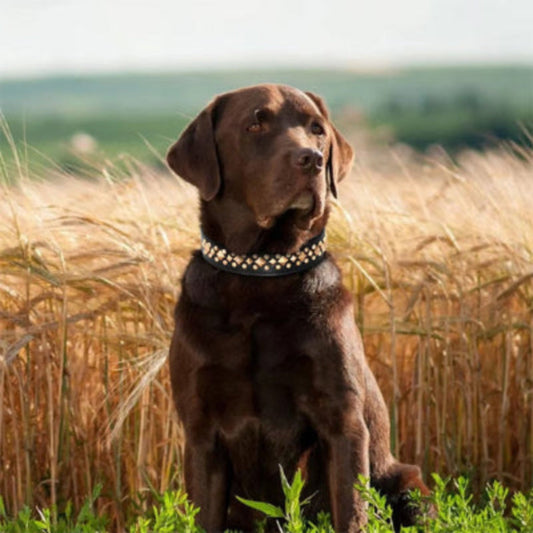 Collier pour chien clouté noir, rangée de petits clous