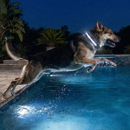 Collier LED pour chien noir, éclairage lumineux sur le cou du chien.