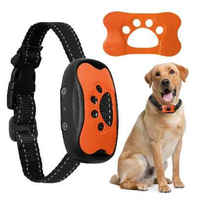 Collier de dressage pour chien à sangle noire et boîtier orange