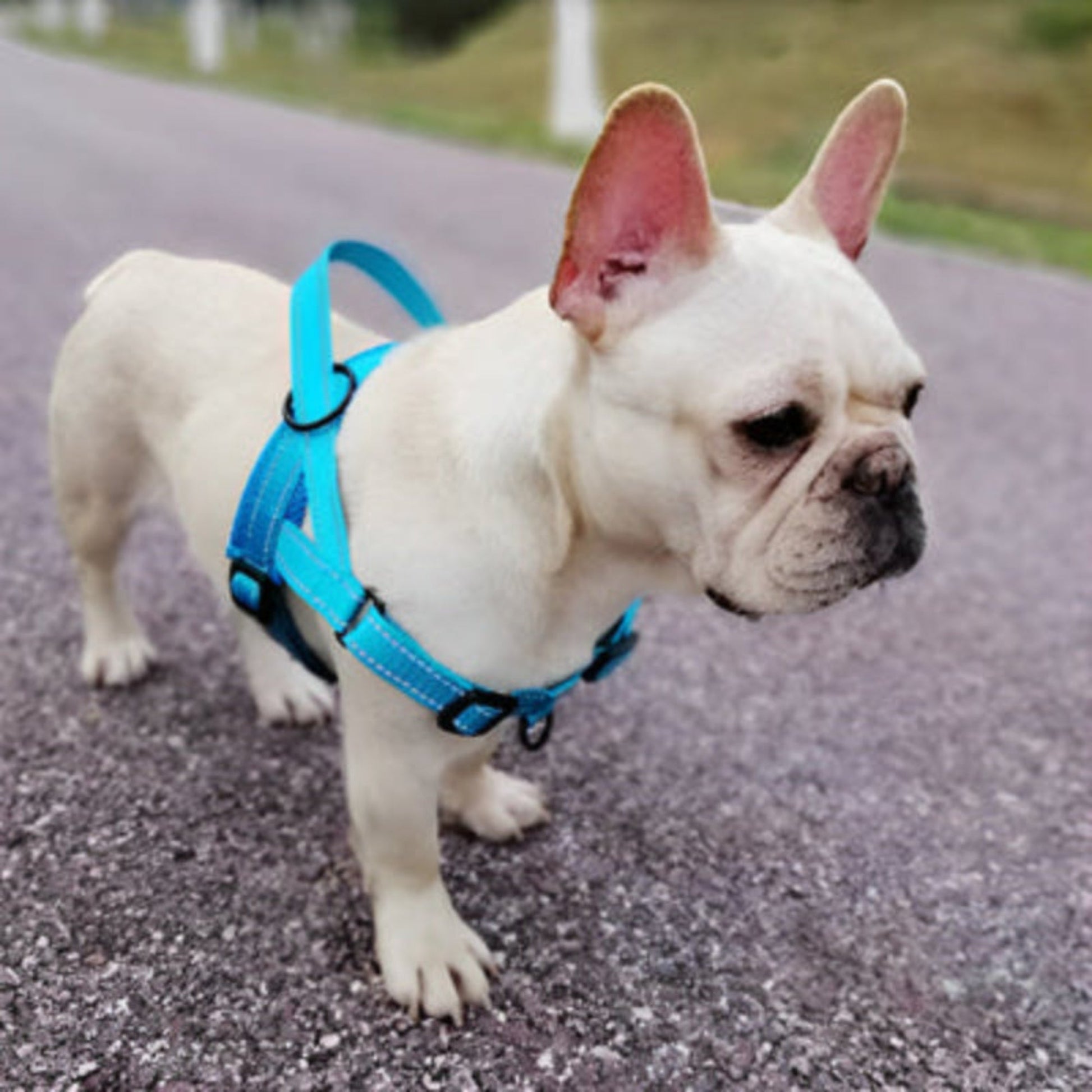 Harnais gilet pour bouledogue bleu ciel, bretelles avec boucles de réglage