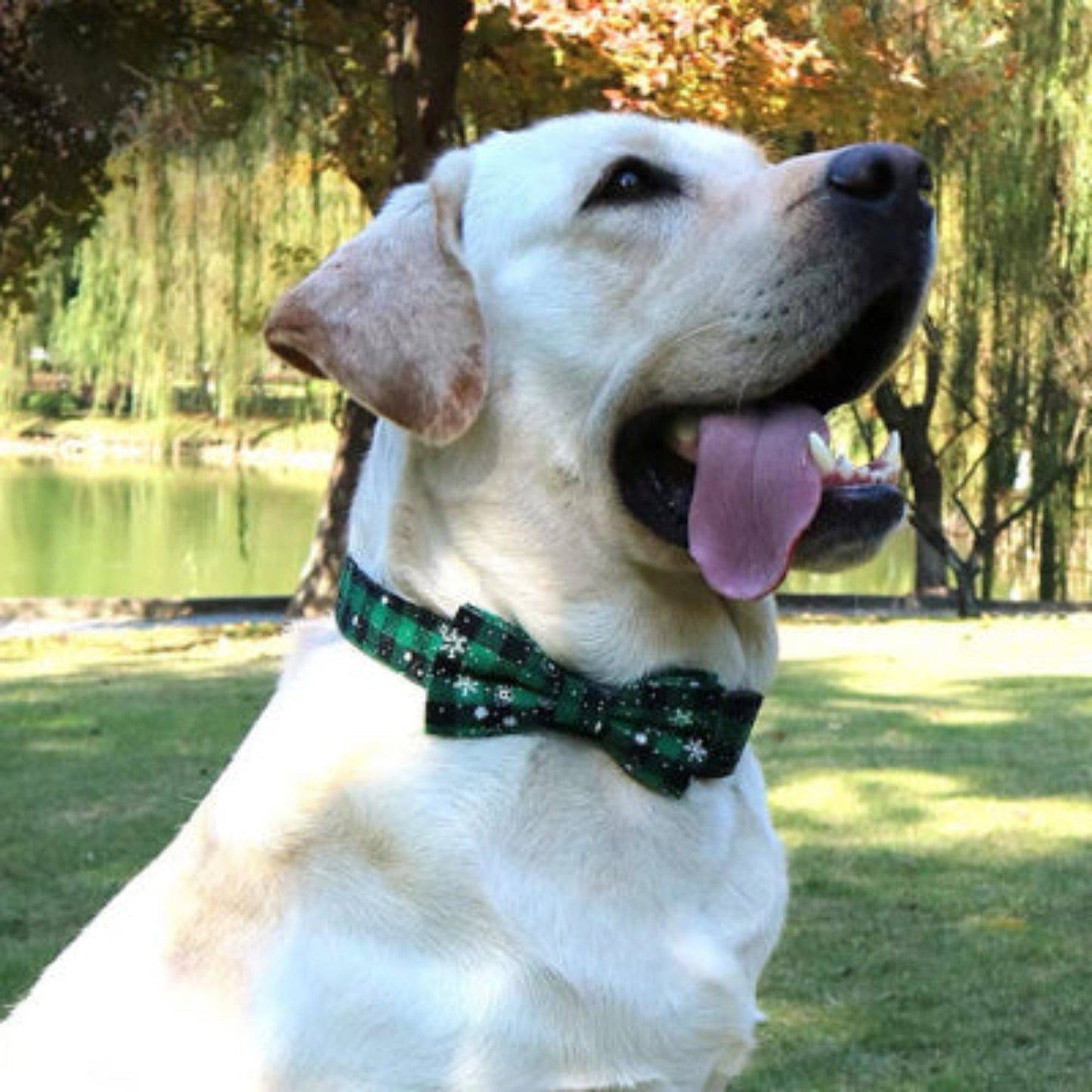 Collier pour chien à nœud vert à motifs étoiles, sur col noir.