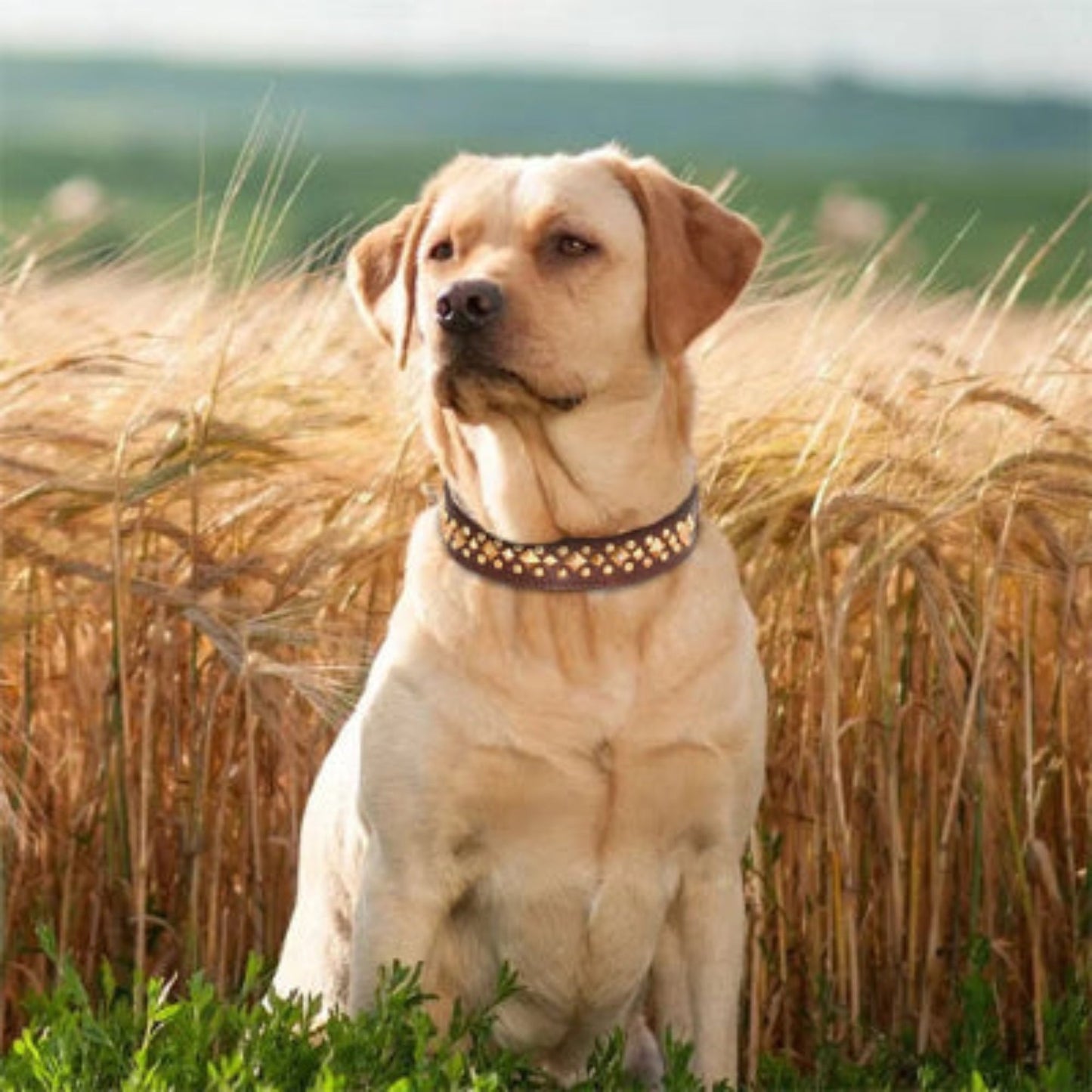 Collier pour chien clouté sombre, motifs de clous sur le tour de cou