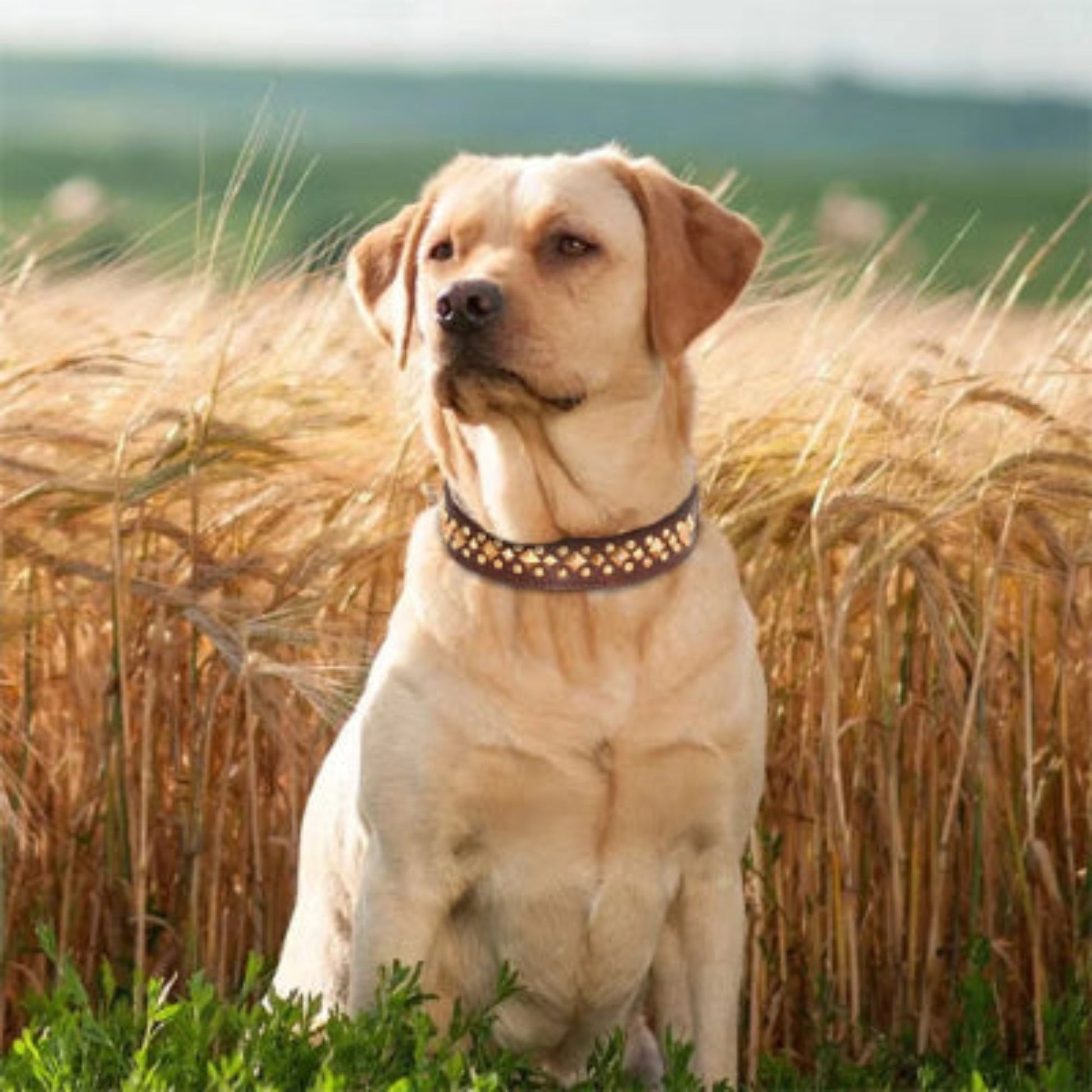 Collier pour chien clouté sombre, motifs de clous sur le tour de cou