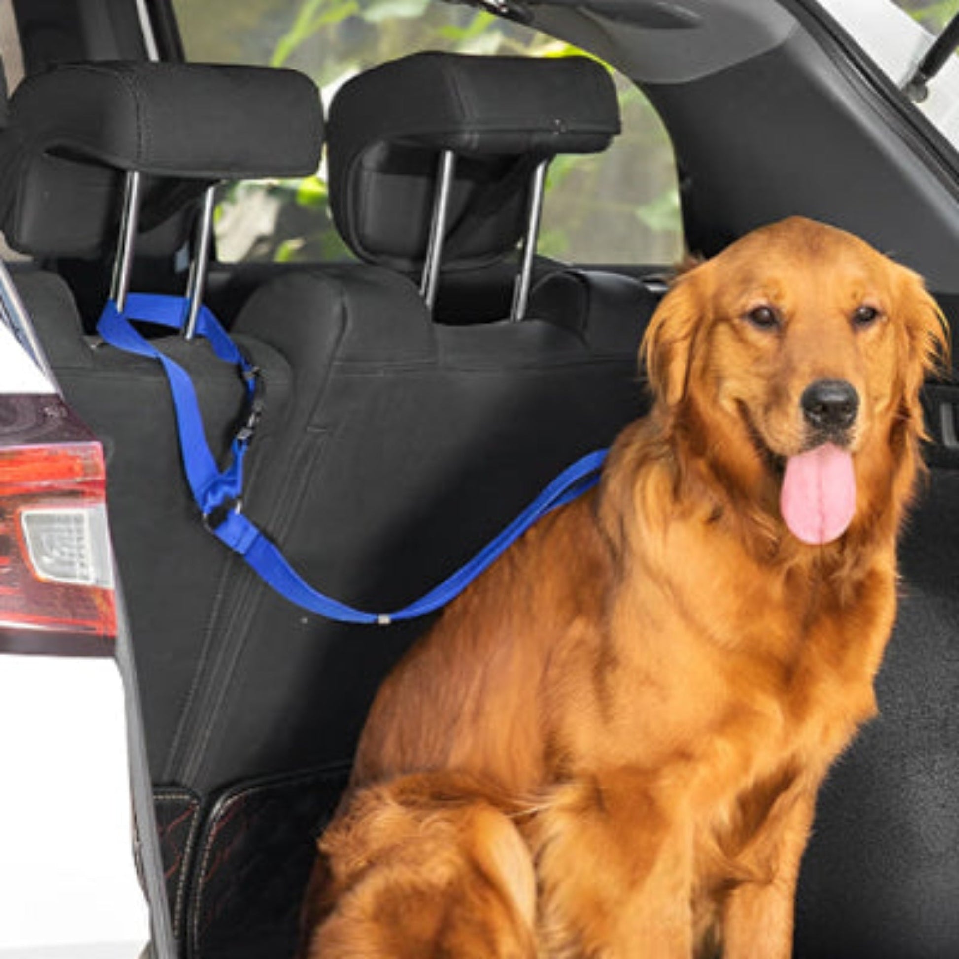 Laisse pour chien auto Antre: harnais bleu sur siège arrière