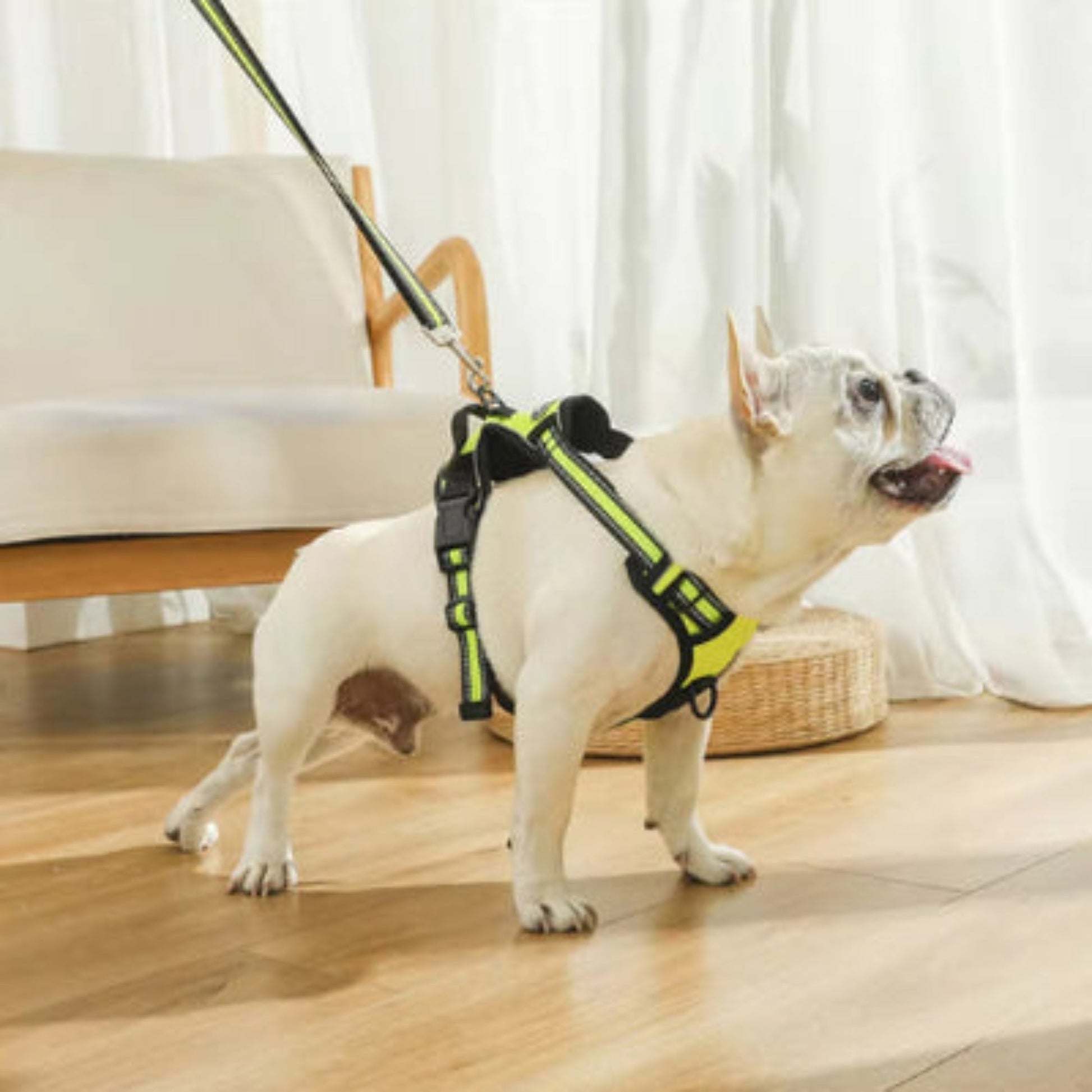 Harnais pour chien vert fluo et noir avec attache pour laisse