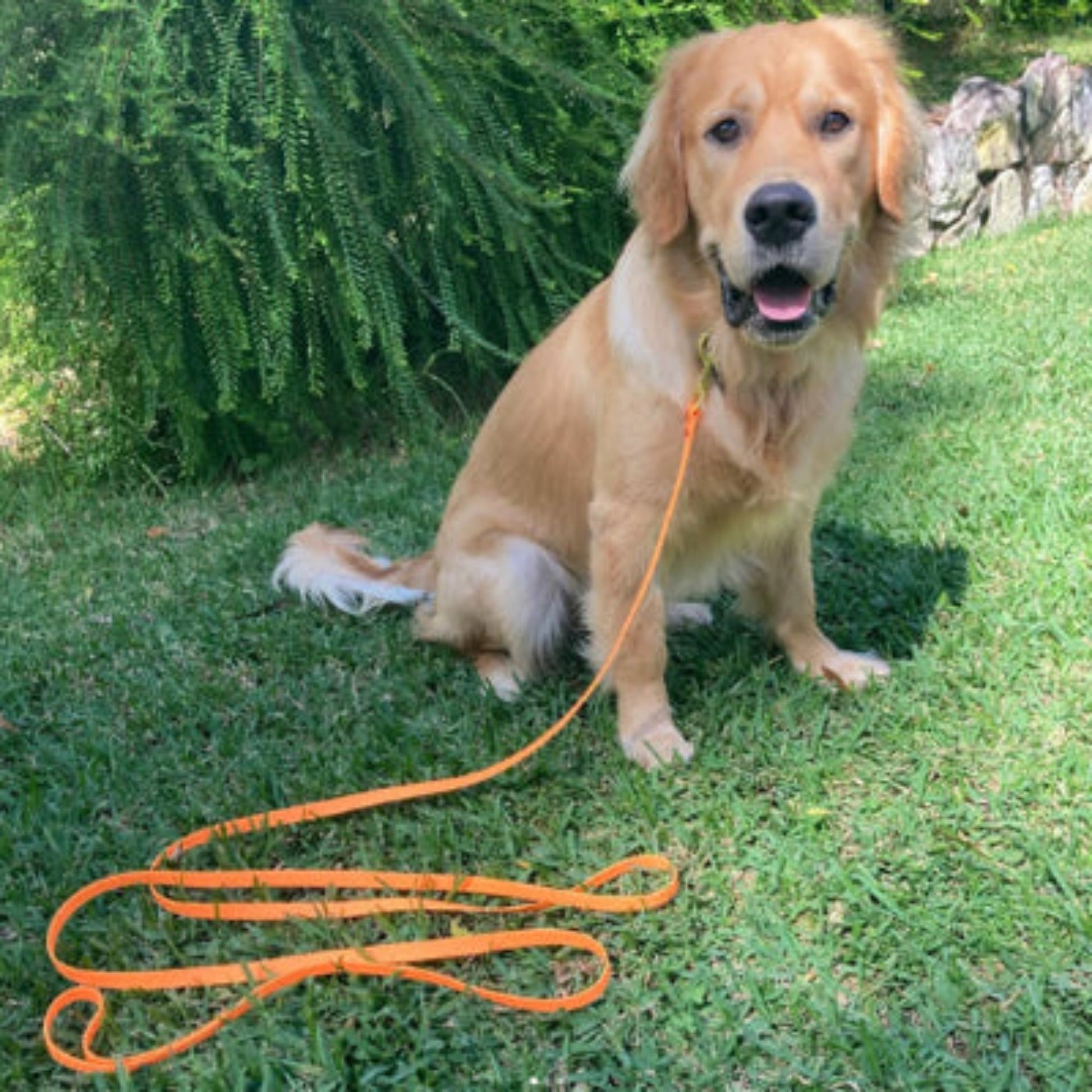 Longe pour chien en corde orange, boucle au sol et attache au collier