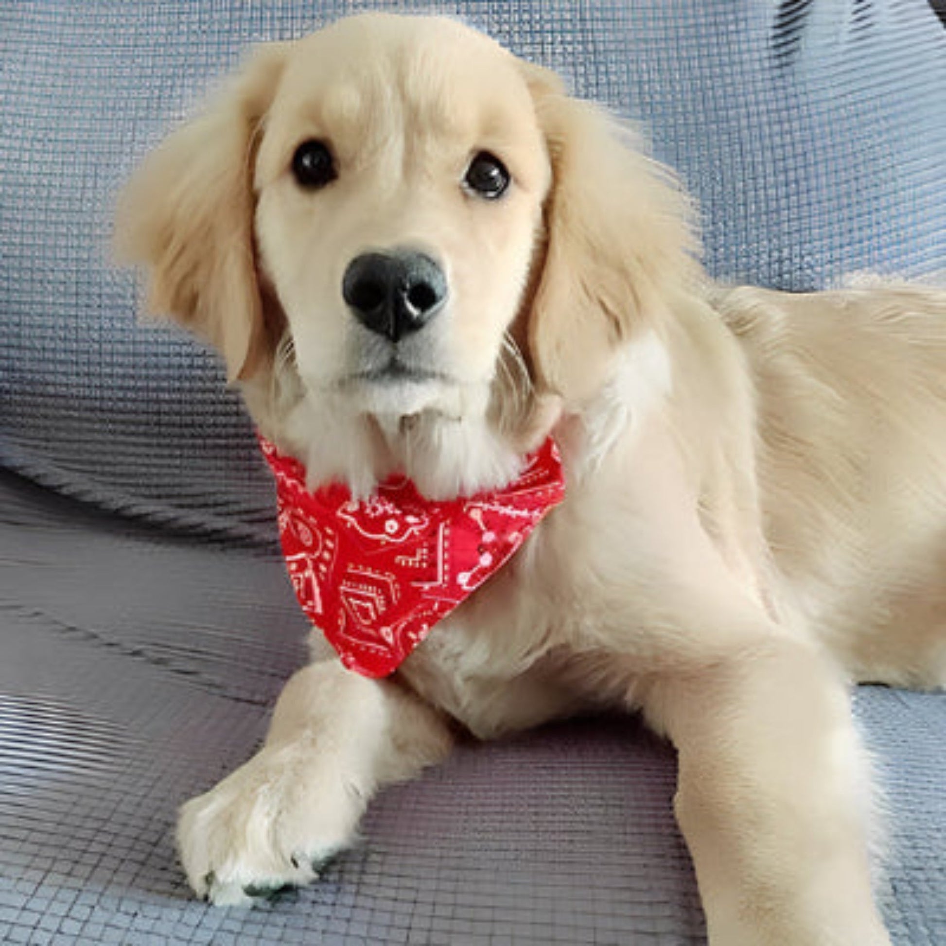 Bandana pour chien rouge à motifs, en triangle, porté au cou