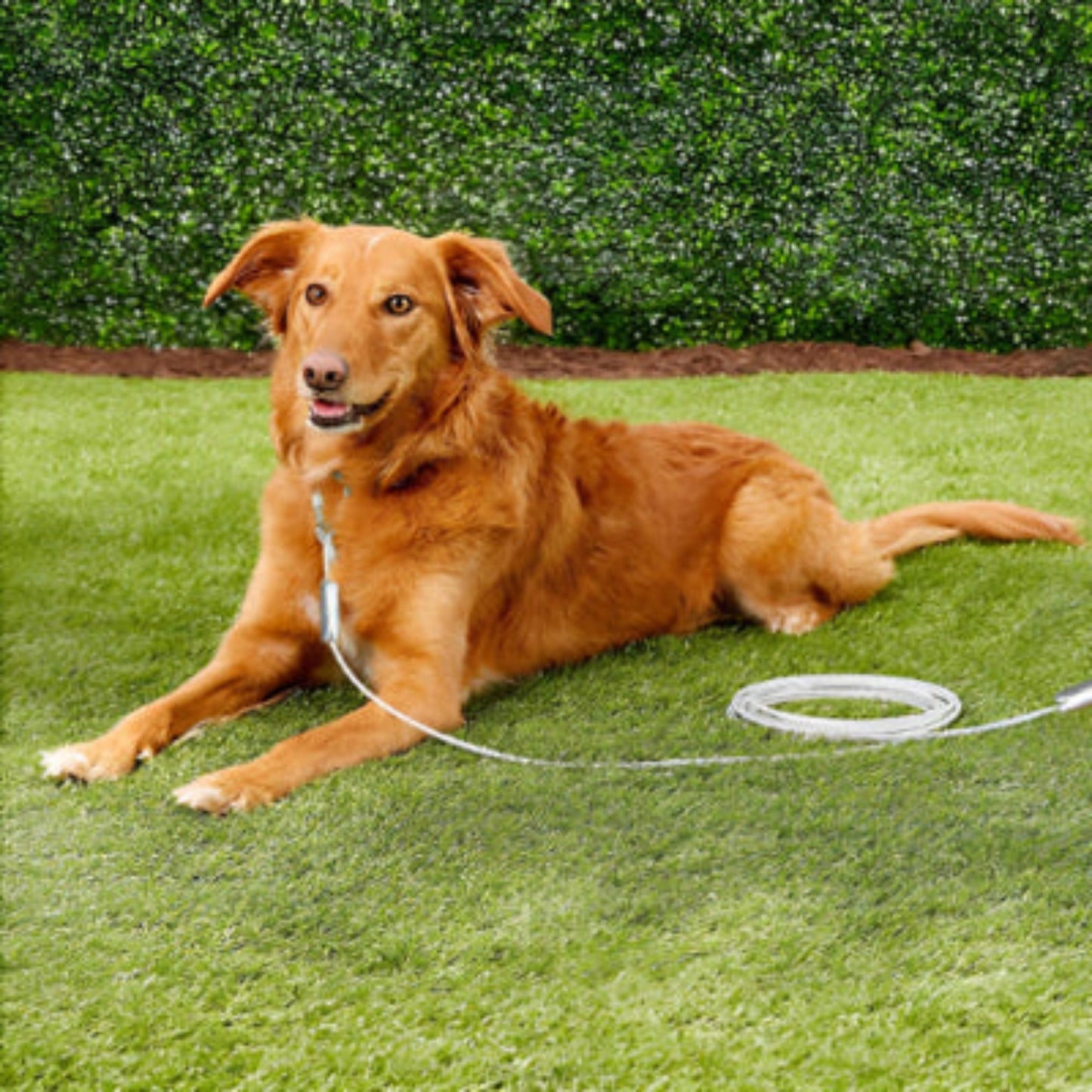 Laisse pour chien en corde gris clair avec mousquetons métalliques