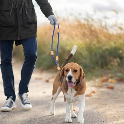 Basset laisse double pour chien