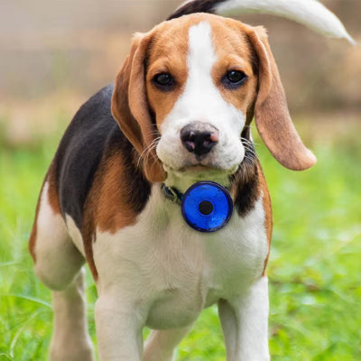 Beagle avec colliers lumineux pour chiens adorable