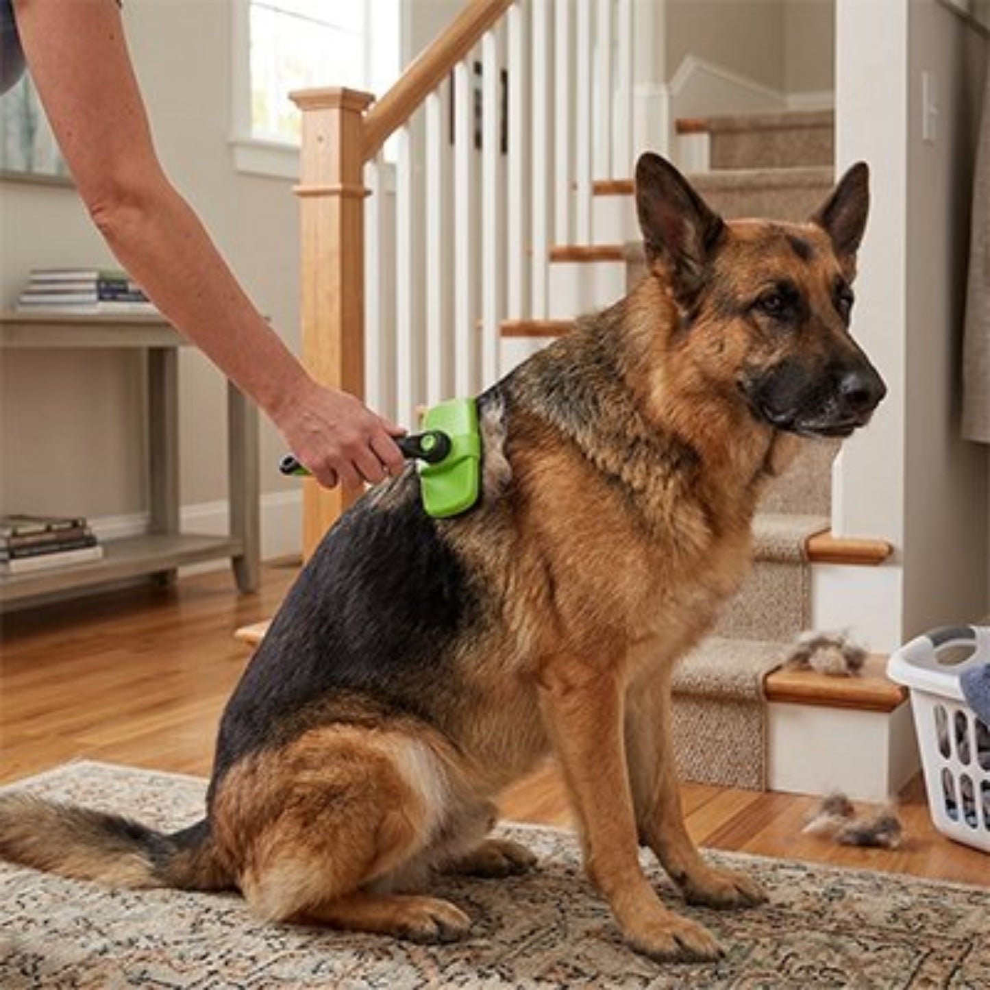 Brosse pour chien verte et noire sur le pelage d’un chien tigré, intérieur
