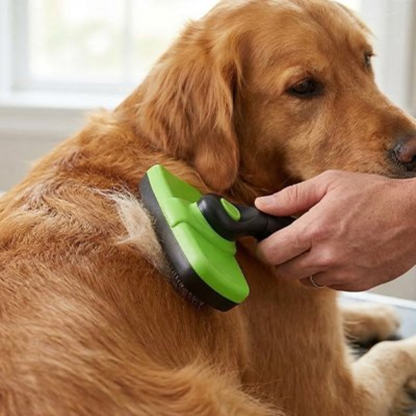 Brosse pour chien verte et noire brossant l’arrière d’un chien blond en intérieur