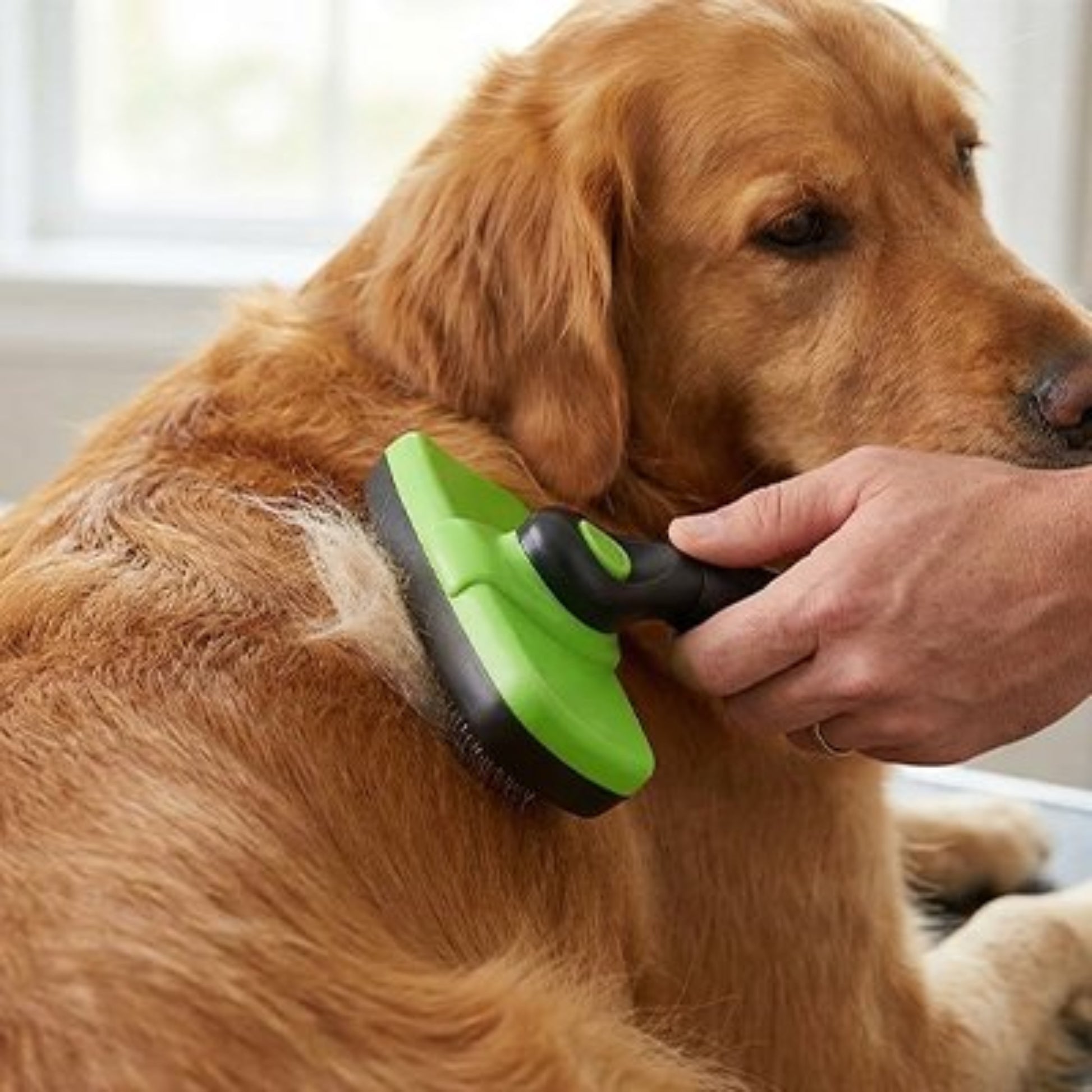 Brosse pour chien verte et noire brossant l’arrière d’un chien blond en intérieur