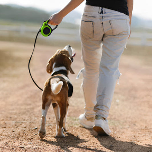 Laisse pour chien rétractable antidérapante, boîtier vert et corde noire