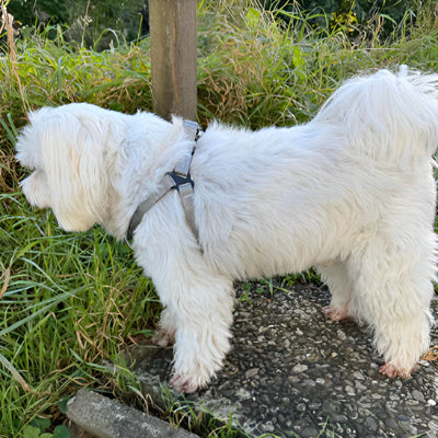 Caniche harnais anti traction chien blanc