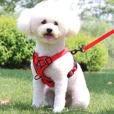 caniche portant son beau harnais pour chien rouge