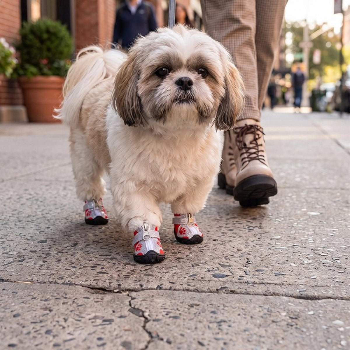 Chaussures pour chien à motif patte rouge et blanc, semelles noires, chien en marche.