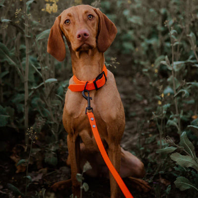 laisse pour chien orange formidable