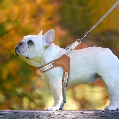 Beau chien harnais brun