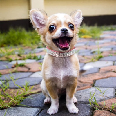 Chihuahua Collier Luxe pour chien