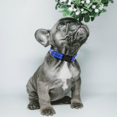 Beau petit chiot avec collier pour chien bleu