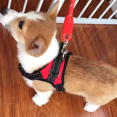 chiot corgi harnais pour chien rouge